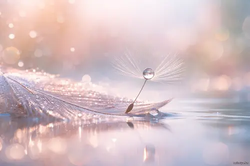 Мінімалізм у кадрі - Мить, що лишилась Тендітна насінина кульбаби з краплею роси на світлому пір’ї над гладдю