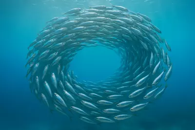 Что представляют из себя сардины? Сардины — это не просто мелкая рыба в консервной банке