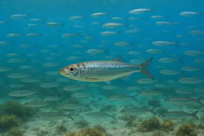 Что представляют из себя сардины? Это динамичный, важный и многофункциональный обитатель морей