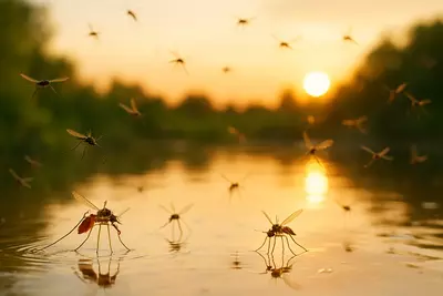 Разносчиками болезней являются лишь отдельные виды