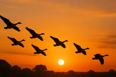 Почему гуси летят строем? В нём — точность, ритм, согласованность, и удивительная мудрость