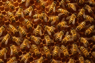 Летом — десятки тысяч. Зимой — компактный клуб. Весной — надежда