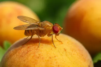 Это — символ научного прогресса, лабораторная легенда