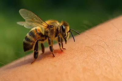 Умирает ли пчела, укусив? Да — если её жертва крупное млекопитающее, если жало застревает