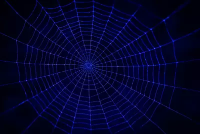 Из чего сделана паутина? оружие, дом, сигнал, карта, и всё это — создано из тела самого паука