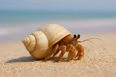 Это результат тончайшей работы клеток, упорства времени и воли к жизни