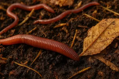 Как ест земляной червяк? Он не кусает и не жует, но втягивает, перетирает, переваривает