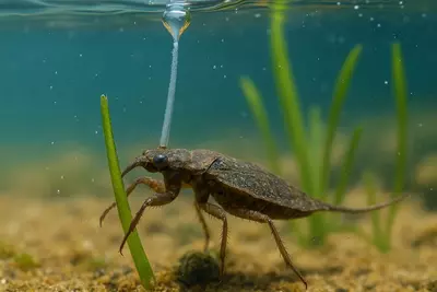 По-своему. Не так, как мы. Не через лёгкие, не через жабры